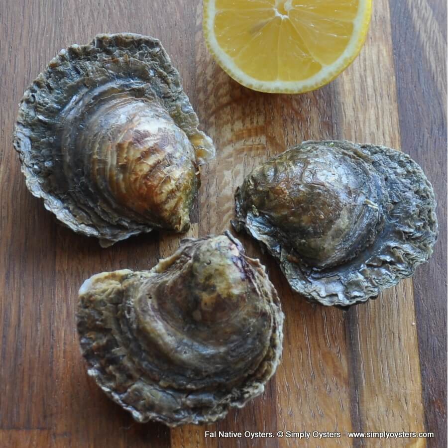 Fal Native Oysters (S-L)