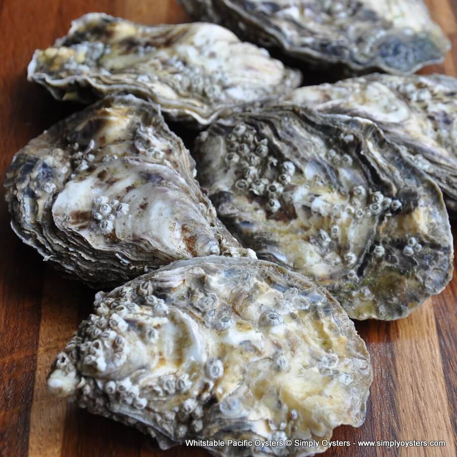 Whitstable Oysters - Buy Online | UK Delivery | Simply Oysters