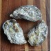 Whitstable Pacific Oysters (S-XL)