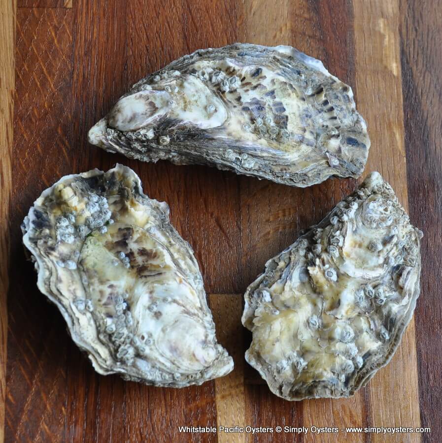 Whitstable Oysters - Buy Online | UK Delivery | Simply Oysters