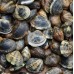 Poole Shellfish Selection Box