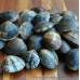Devon Palourde Clams