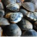 Devon Palourde Clams