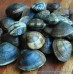 Devon Palourde Clams
