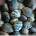 Devon Palourde Clams