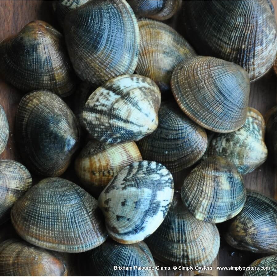 Devon Palourde Clams