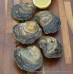 Cornish Native Oysters (S-XL)