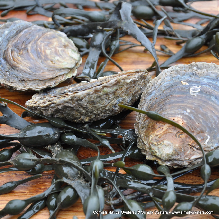 Native Oysters Cornwall , Cornish Native Shellfish – UDNWIY