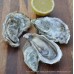 Kyle of Tongue Pacific Oysters (M)