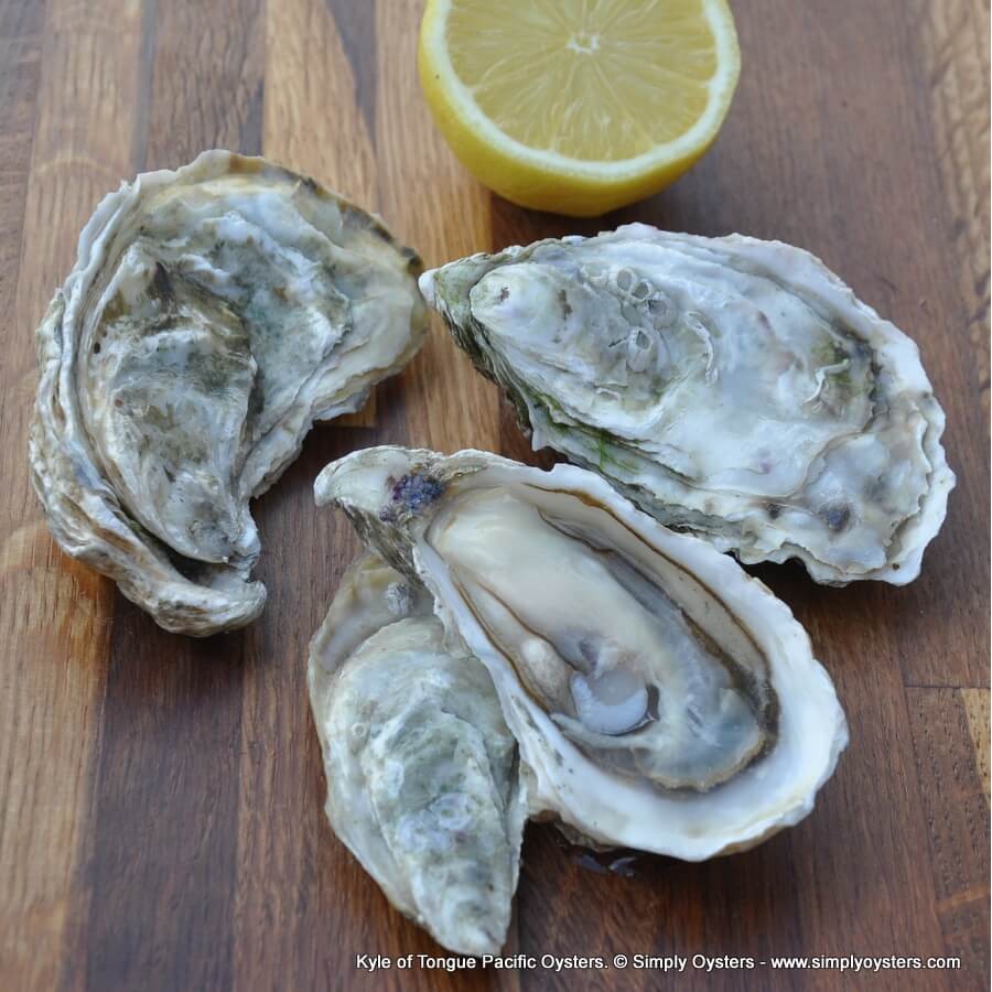 Kyle of Tongue Pacific Oysters (M)