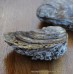Maldon Native Oysters (S-L)