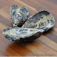 Menai Pacific Oysters (S-L)