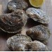 Mersea Native Oysters (S-L)
