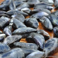 Poole Mussels (M)