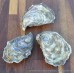 Porlock Pacific Oysters (S-M)