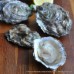 Port Navas Wild Pacific Oysters (S-L)