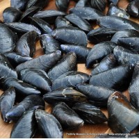 Porthilly Mussels (M-L)
