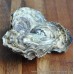 Porthilly Pacific Oysters (XS-L)