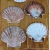 Scallop Shells