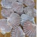 Scallop Shells