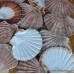 Scallop Shells