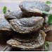 Whitstable Native Oysters (S-XL)