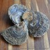 Whitstable Native Oysters (S-XL)